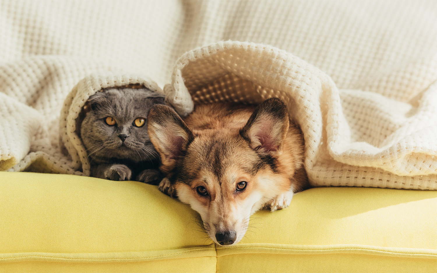 Manitou Wood Apartments - dog and cat on couch